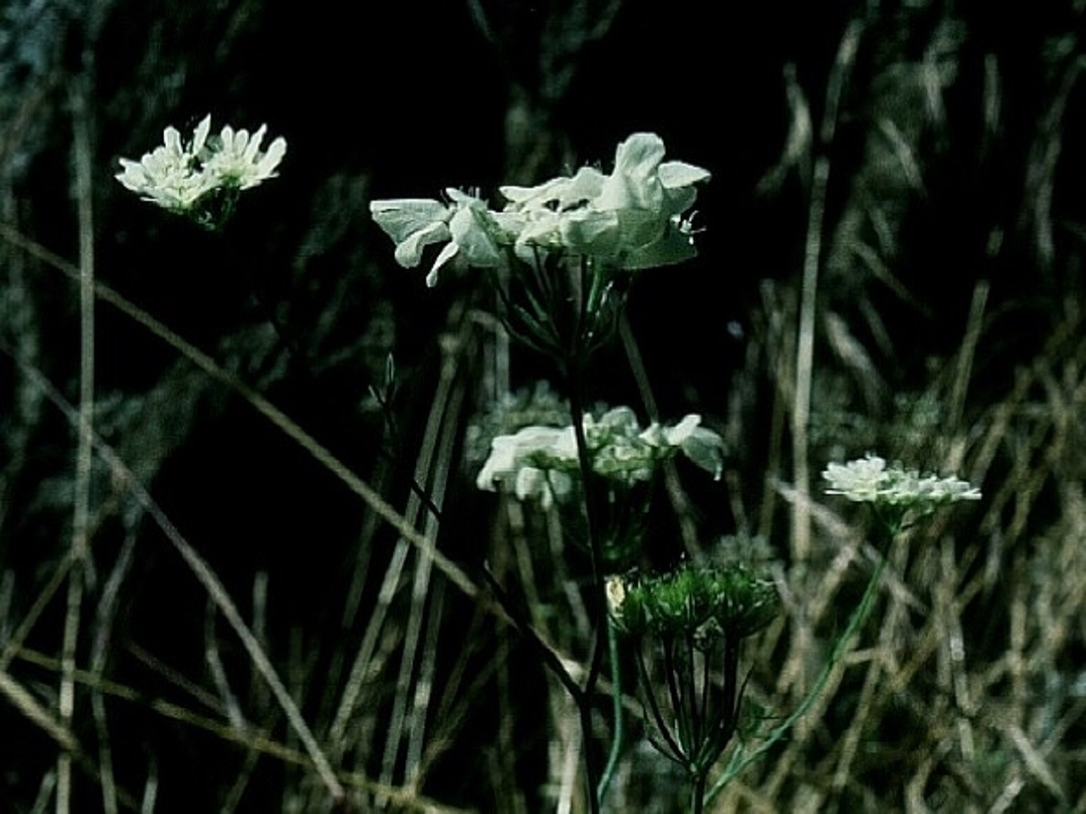 Orlaya grandiflora (Apiaceae)